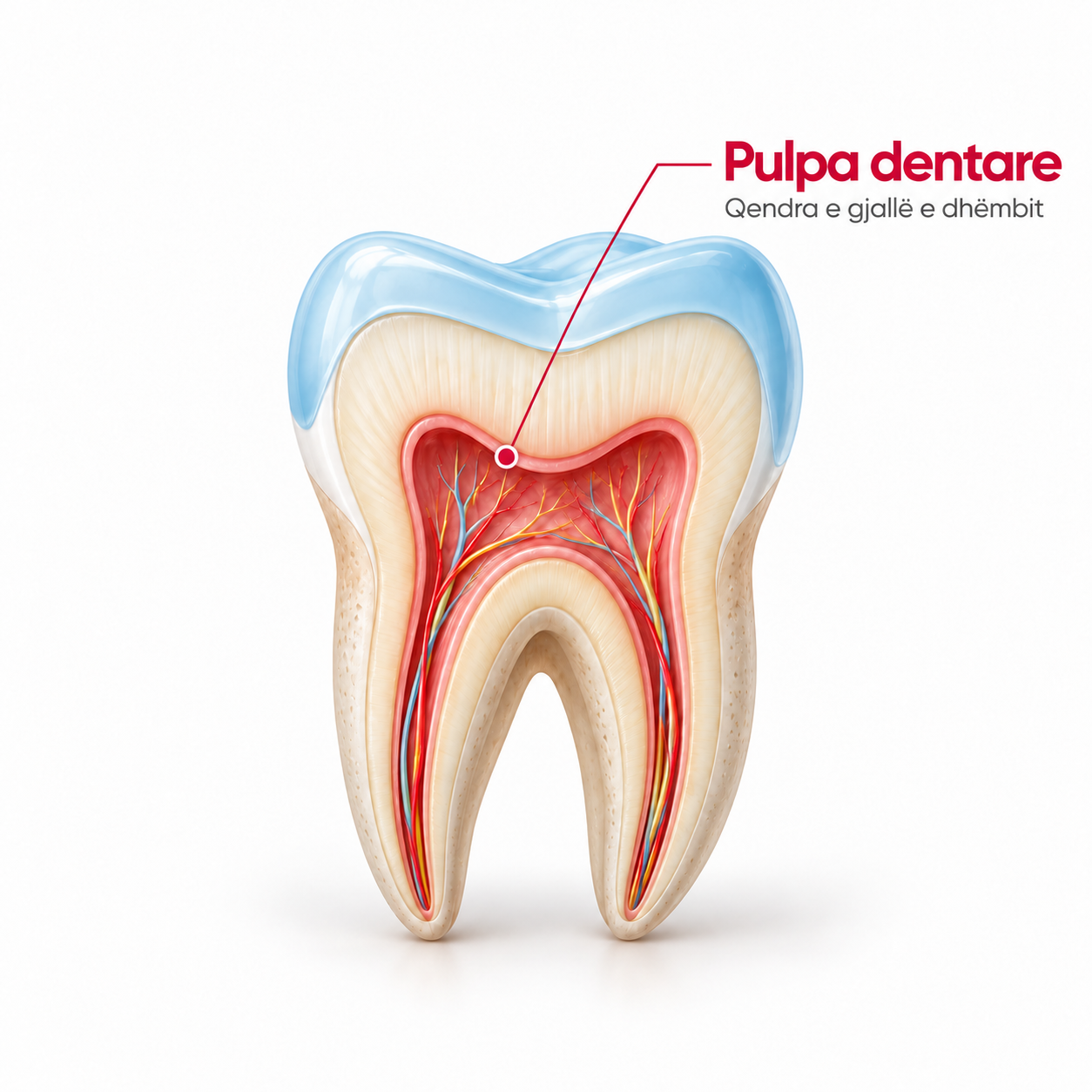 pulpa dentare