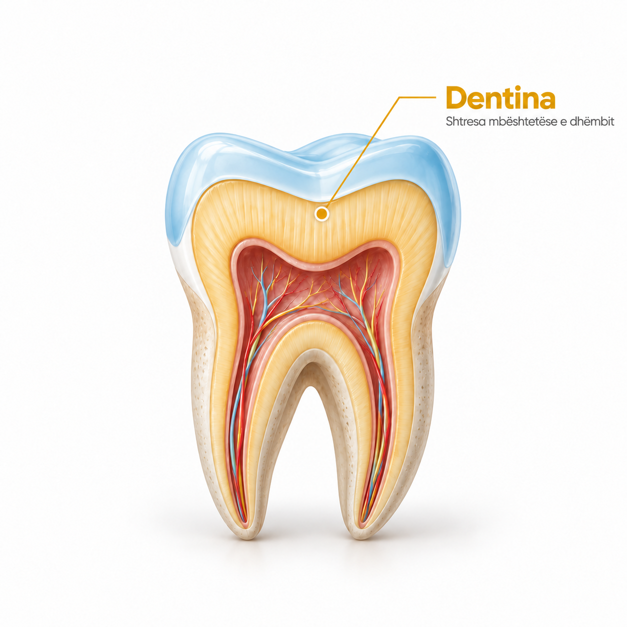 dentina 
