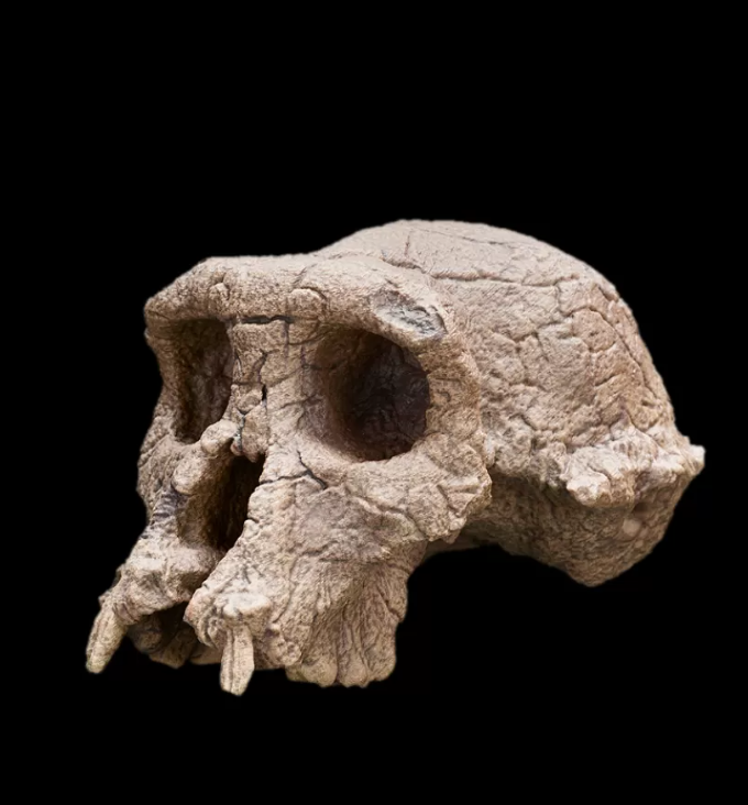 oldest skull